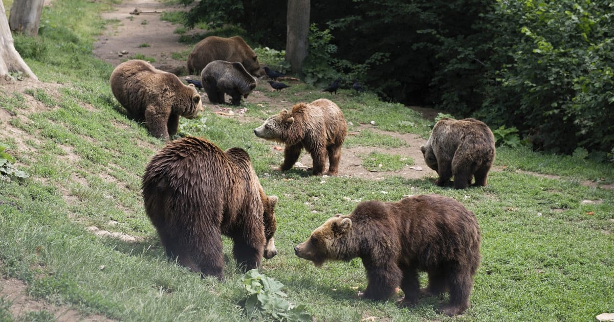 Sanctuarul Urșilor (Libearty)